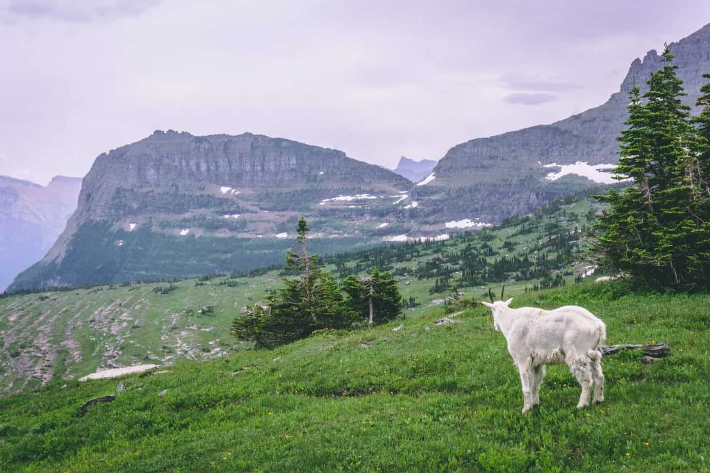 the-best-place-to-see-wildlife-in-glacier-national-park-public-lands