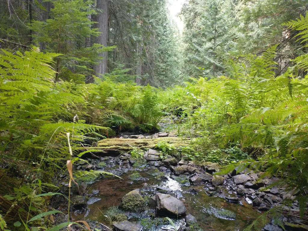 A small stream in a canyon where elk frequently bed. There were small meadows along the stream with great elk forage, but the meadows or stream can't be seen from above because of the thick forest.