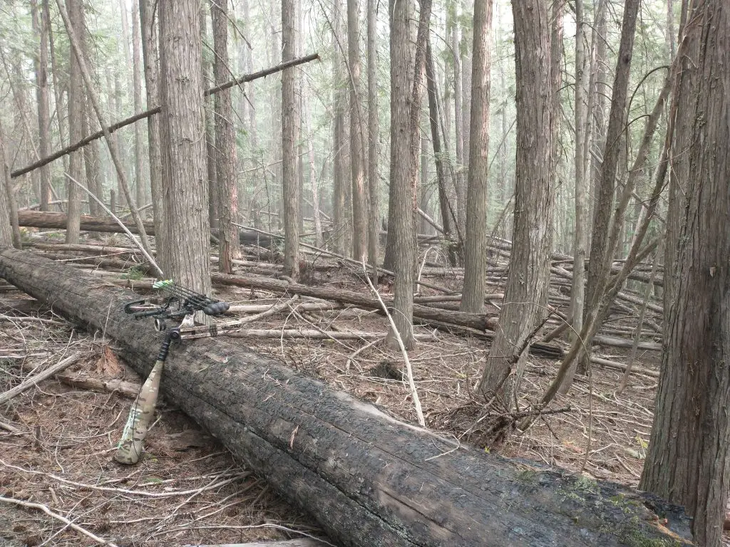 A thick timber stand with lots of blow-down and lots of elk travel corridors.