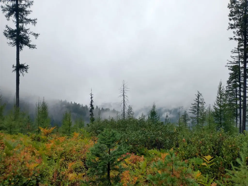 A clear-cut where grasses and shrubs that elk use for forage. The clear-cut is near forested slopes where elk bed (in the background).