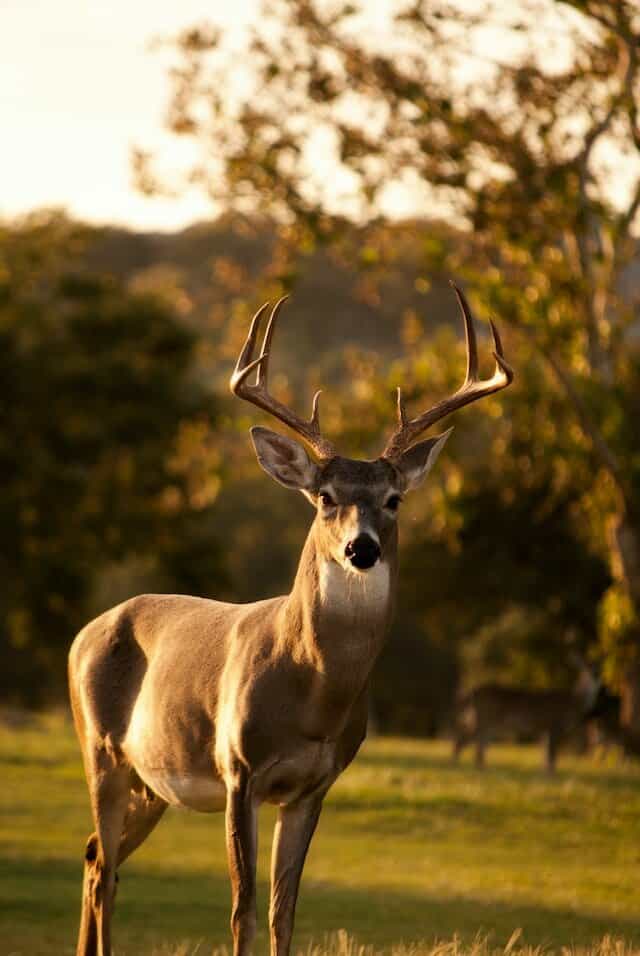 Idaho’s Best OTC Deer Hunting Units (Rifle and Archery) Public Lands