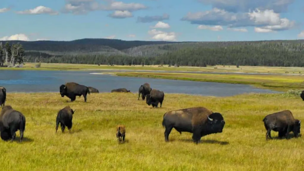 4 Things to Know about Utah’s OTC Bison Hunt Public Lands Journal